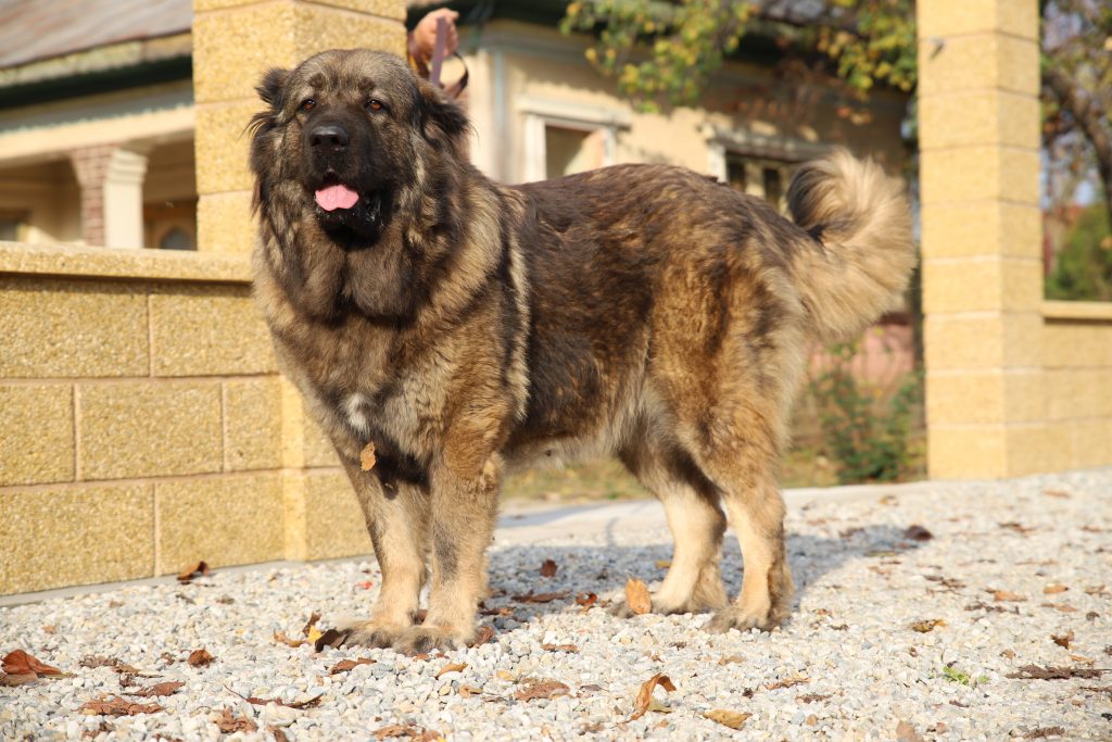 Bela pedigree chien caucasien berger femelle