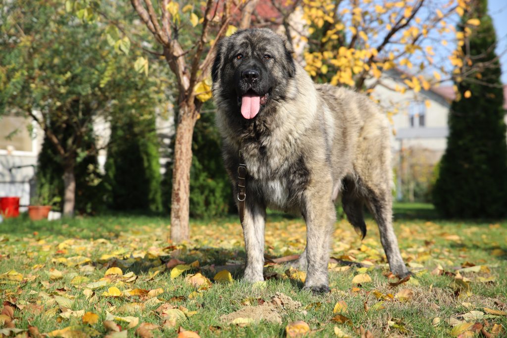 Shiba Caucasian Shepherd Titans Family