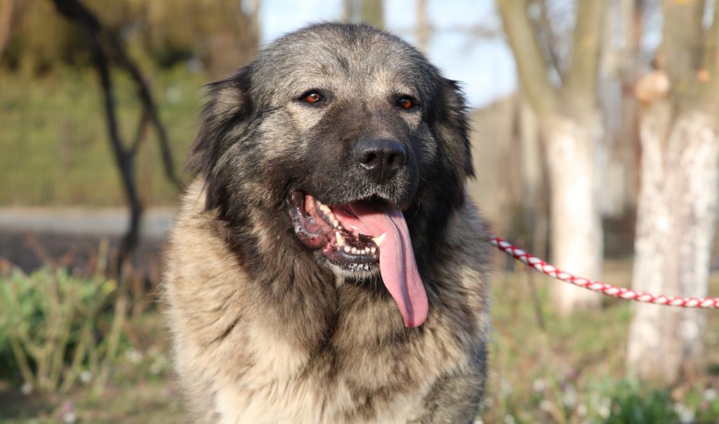 Adda Alfa Shepherd Caucasian Female