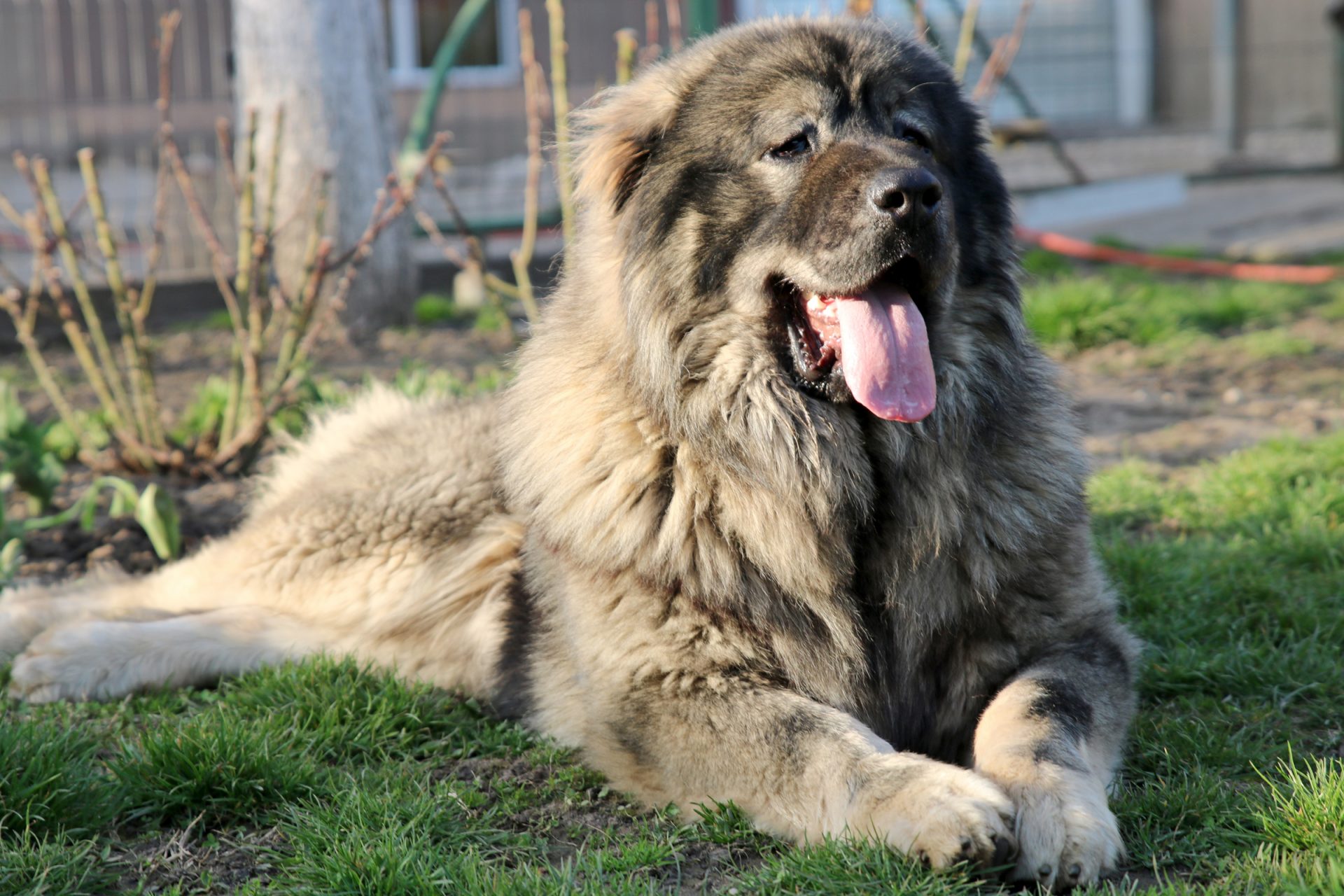 Chien De Race Ken Berger Du Caucase Masculin Champion