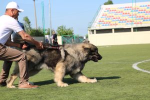 Concours de berger du Caucase - Ken