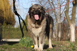 Shepherd Caucasian Female à vendre