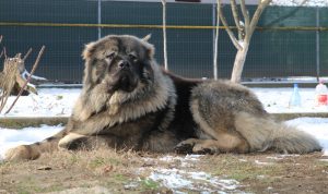 The Big Ken