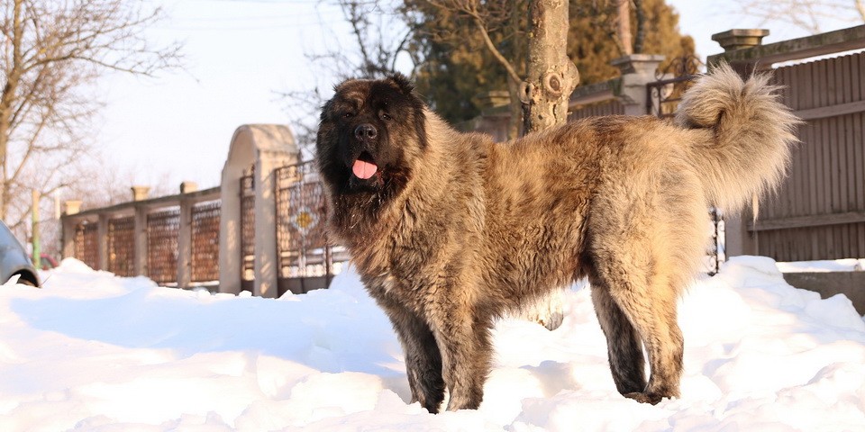 chiot de Berger du Caucase